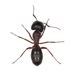 Ant Treatments Pest Control Image