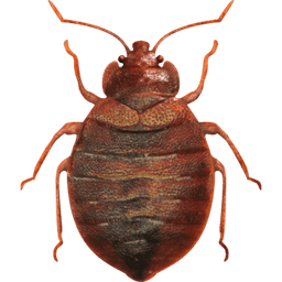 Bed Bug Treatments Pest Control Image