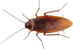 Cockroach Treatments Pest Control Image