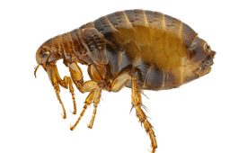 Flea Treatments Pest Control Image