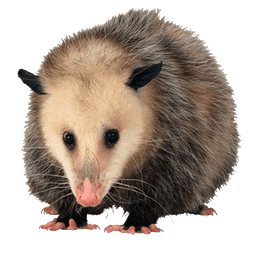 Possum Removal Pest Control Image