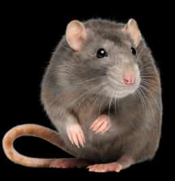 Rodent Control Pest Control Image