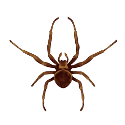 Spider Treatments Pest Control Image