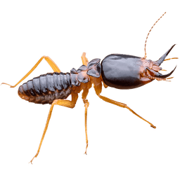 Termite Inspections Pest Control Image