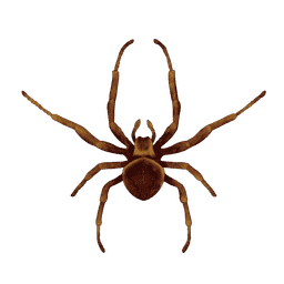 Spider Treatments Pest Control Image