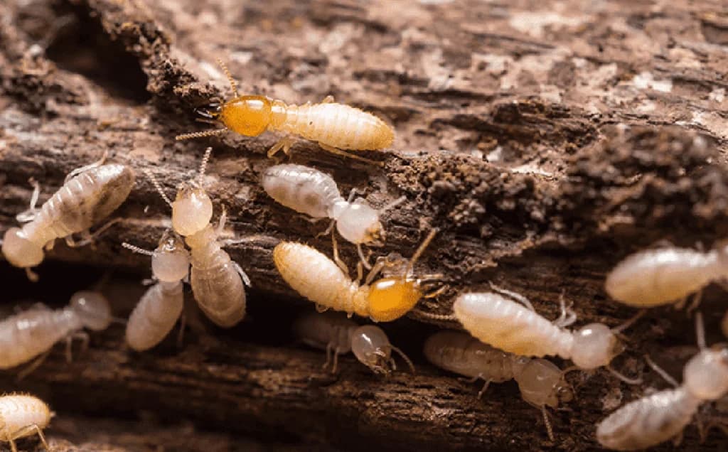 Termite Non-Chemical Control Adelaide Image
