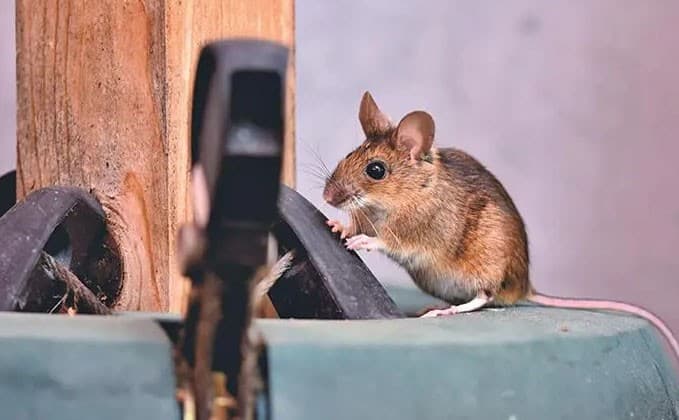 Rodent Control Adelaide Image